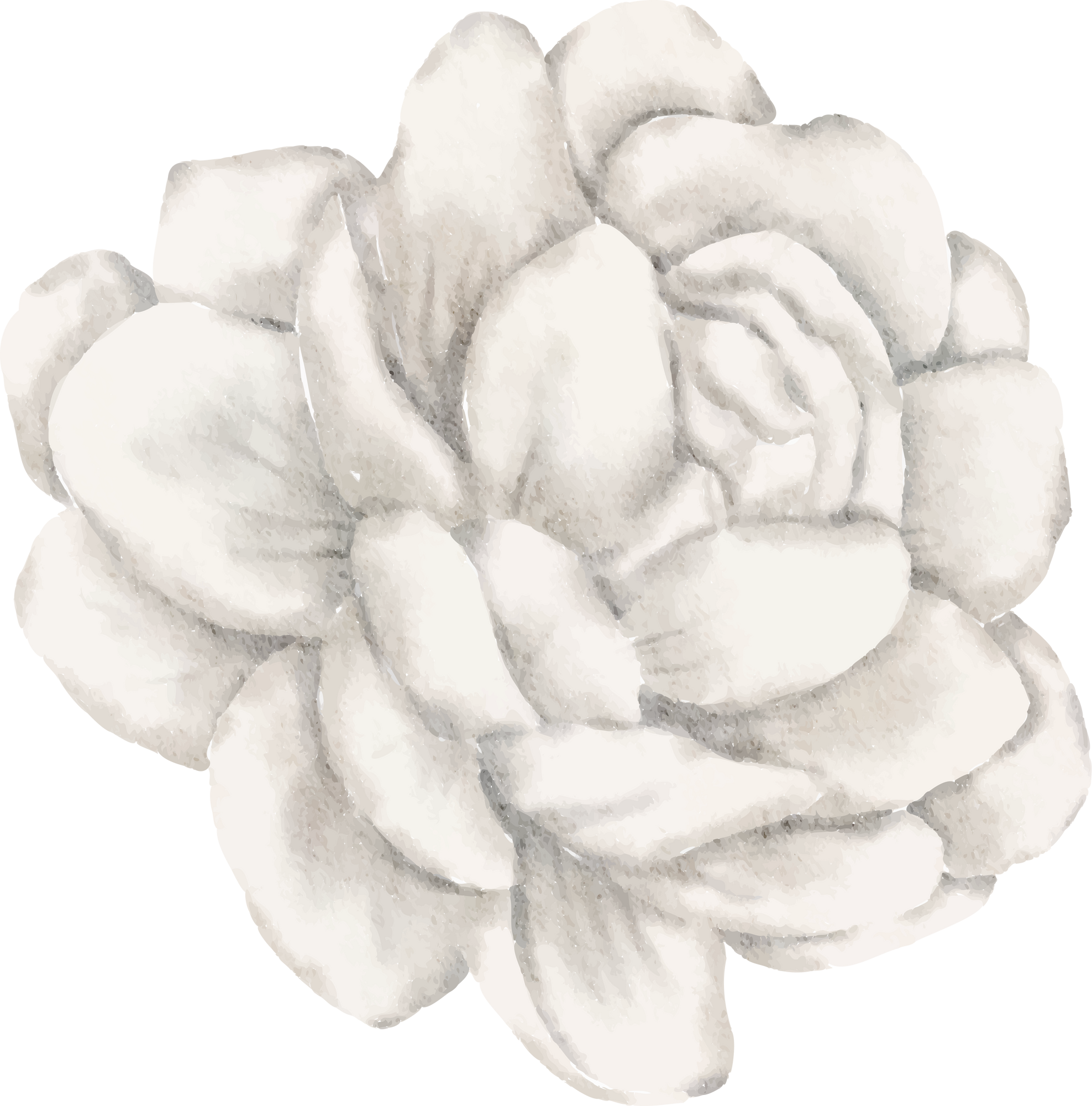 White Flower Blossom in Water Color for Decorative Element